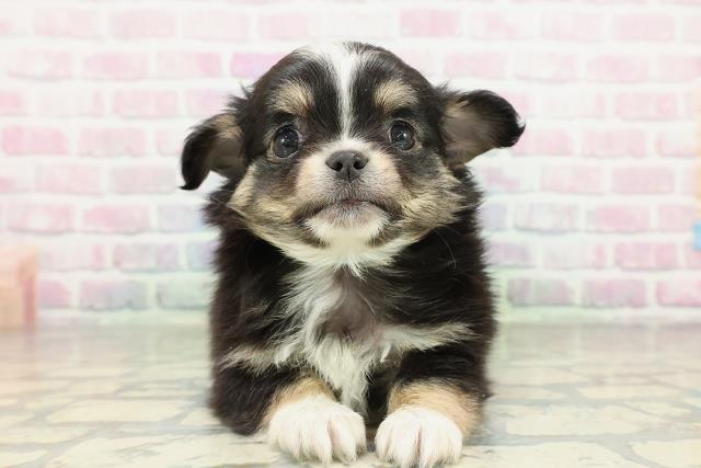 栃木県のチワワ(ロング) (Coo&RIKUFKDインターパーク店/2026年2月10日生まれ/男の子/ブラックタンホワイト)の子犬の1枚目の画像