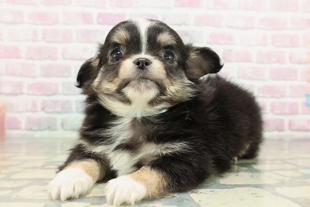 栃木県のチワワ(ロング) (Coo&RIKUFKDインターパーク店/2026年2月10日生まれ/男の子/ブラックタンホワイト)の子犬の2枚目の画像