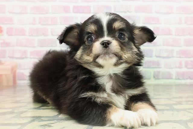 栃木県のチワワ(ロング) (Coo&RIKUFKDインターパーク店/2026年2月10日生まれ/男の子/ブラックタンホワイト)の子犬の3枚目の画像