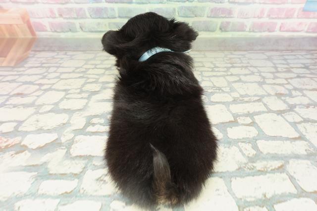 栃木県のチワワ(ロング) (Coo&RIKUFKDインターパーク店/2026年2月10日生まれ/男の子/ブラックタンホワイト)の子犬の4枚目の画像