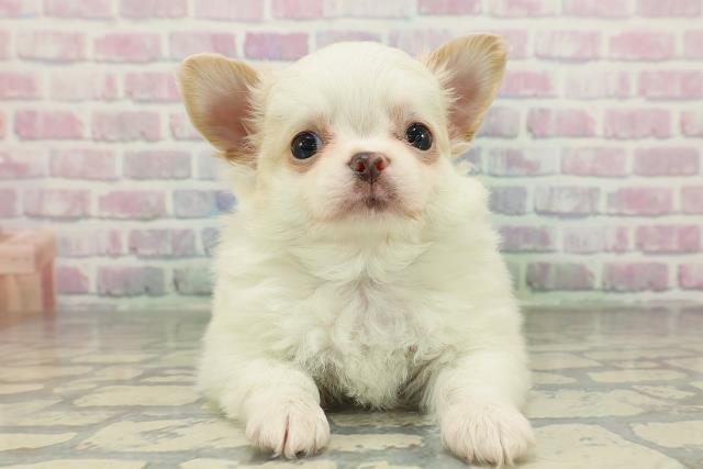 茨城県のチワワ(ロング) (Coo&RIKU牛久店/2026年2月10日生まれ/男の子/クリーム)の子犬の1枚目の画像