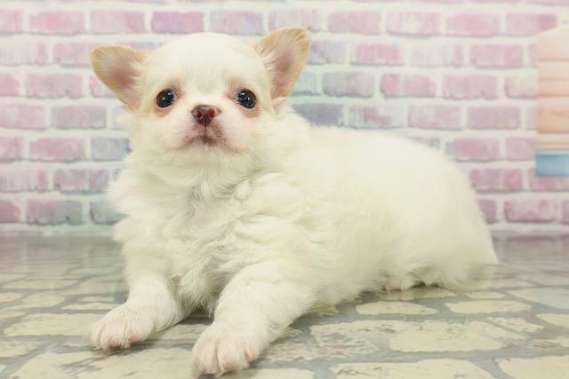 茨城県のチワワ(ロング) (Coo&RIKU牛久店/2026年2月10日生まれ/男の子/クリーム)の子犬の2枚目の画像