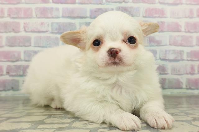 茨城県のチワワ(ロング) (Coo&RIKU牛久店/2026年2月10日生まれ/男の子/クリーム)の子犬の3枚目の画像