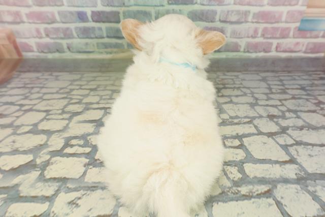 茨城県のチワワ(ロング) (Coo&RIKU牛久店/2026年2月10日生まれ/男の子/クリーム)の子犬の4枚目の画像