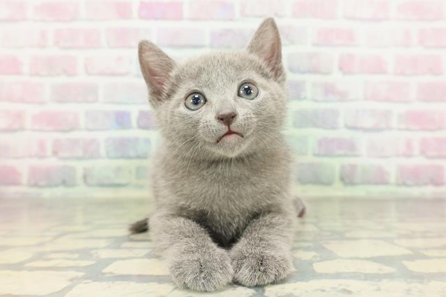 東京都のロシアンブルー (Coo&RIKU秋葉原店/2026年2月12日生まれ/男の子/ブルー)の子猫の1枚目の画像