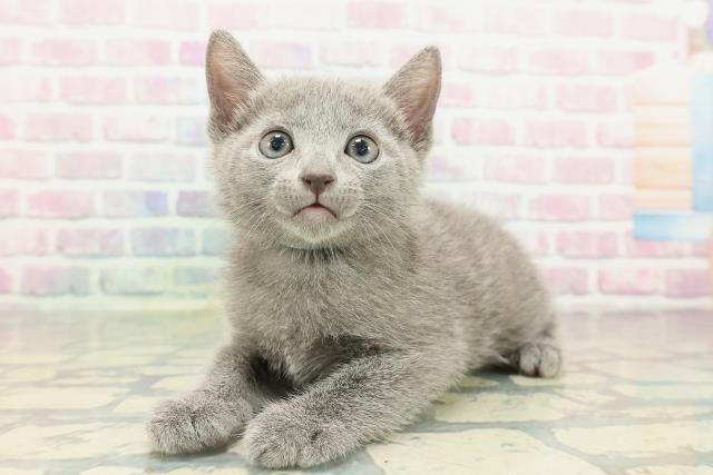東京都のロシアンブルー (Coo&RIKU秋葉原店/2026年2月12日生まれ/男の子/ブルー)の子猫の2枚目の画像