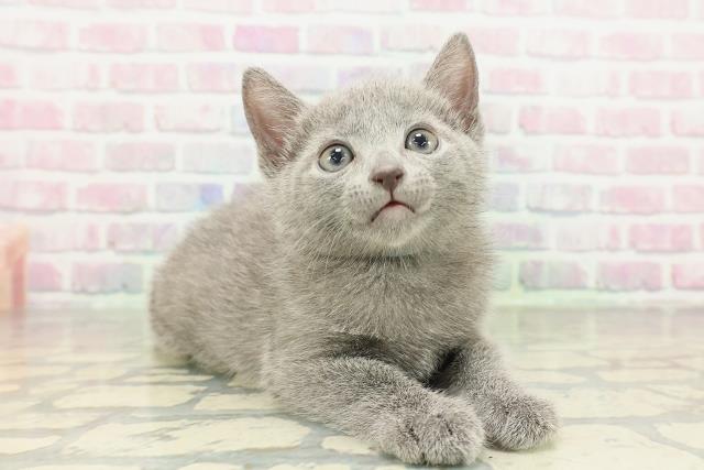 東京都のロシアンブルー (Coo&RIKU秋葉原店/2026年2月12日生まれ/男の子/ブルー)の子猫の3枚目の画像