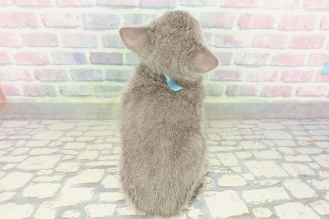 東京都のロシアンブルー (Coo&RIKU秋葉原店/2026年2月12日生まれ/男の子/ブルー)の子猫の4枚目の画像