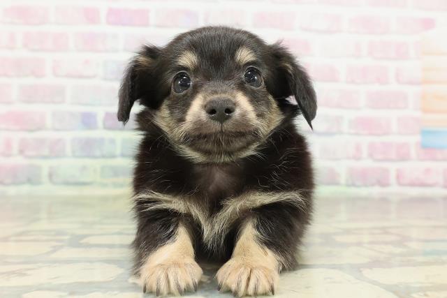 東京都のチワックス(チワワ×ダックス) (Coo&RIKU大久保店/2026年2月12日生まれ/男の子/ブラックタン)の子犬の1枚目の画像