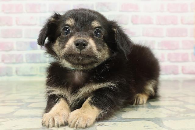 東京都のチワックス(チワワ×ダックス) (Coo&RIKU大久保店/2026年2月12日生まれ/男の子/ブラックタン)の子犬の2枚目の画像