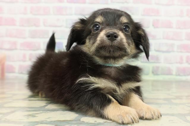 東京都のチワックス(チワワ×ダックス) (Coo&RIKU大久保店/2026年2月12日生まれ/男の子/ブラックタン)の子犬の3枚目の画像