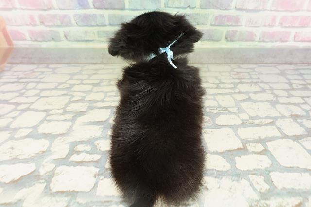 東京都のチワックス(チワワ×ダックス) (Coo&RIKU大久保店/2026年2月12日生まれ/男の子/ブラックタン)の子犬の4枚目の画像