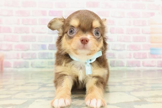 チワワ（ロングコート）