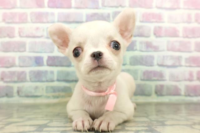 チワワ（スムースコート）