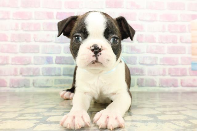 ボストンテリア