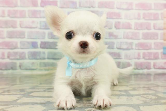 チワワ（ロングコート）