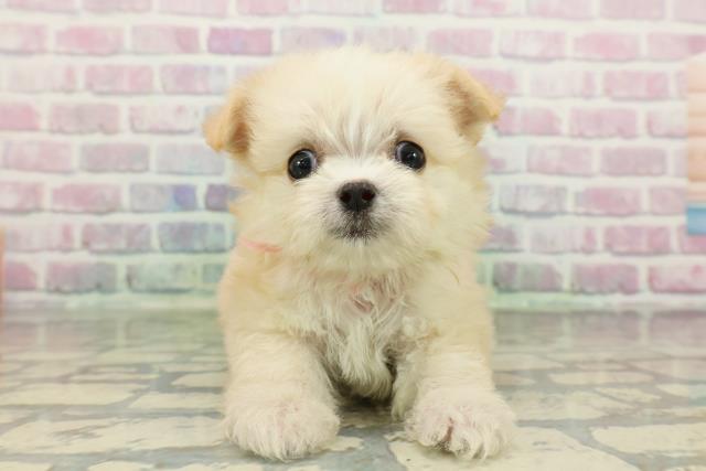 東京都のチワマル/マルチワ(チワワ×マルチーズ) (Coo&RIKU立川店/2026年2月11日生まれ/女の子/クリーム)の子犬の1枚目の画像