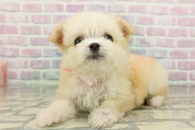 東京都のチワマル/マルチワ(チワワ×マルチーズ) (Coo&RIKU立川店/2026年2月11日生まれ/女の子/クリーム)の子犬の2枚目の画像