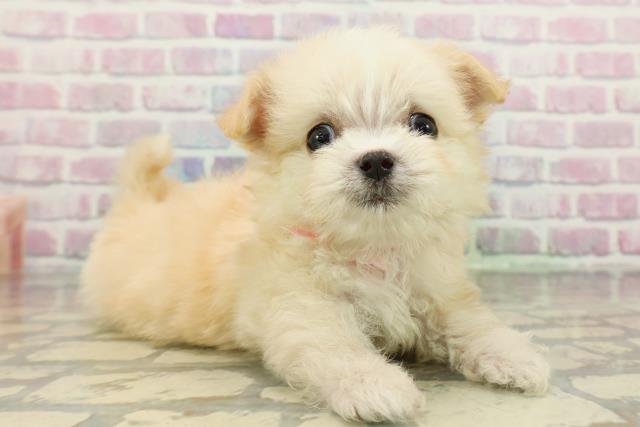 東京都のチワマル/マルチワ(チワワ×マルチーズ) (Coo&RIKU立川店/2026年2月11日生まれ/女の子/クリーム)の子犬の3枚目の画像