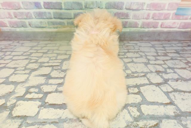 東京都のチワマル/マルチワ(チワワ×マルチーズ) (Coo&RIKU立川店/2026年2月11日生まれ/女の子/クリーム)の子犬の4枚目の画像