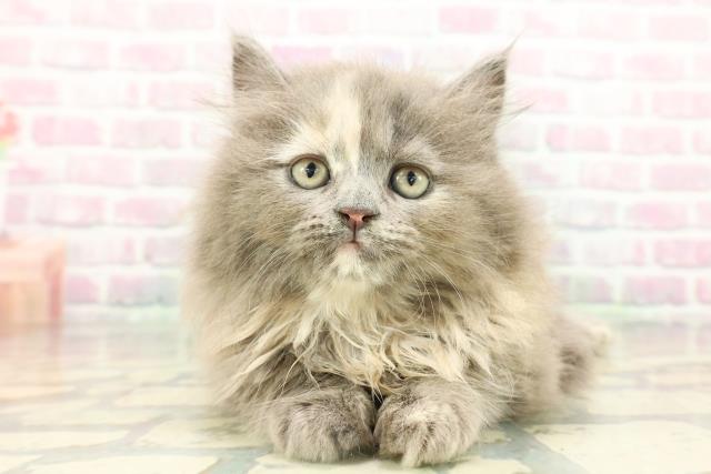東京都のサイベリアン (Coo&RIKU下北沢店/2026年2月11日生まれ/女の子/ブルークリーム)の子猫の1枚目の画像