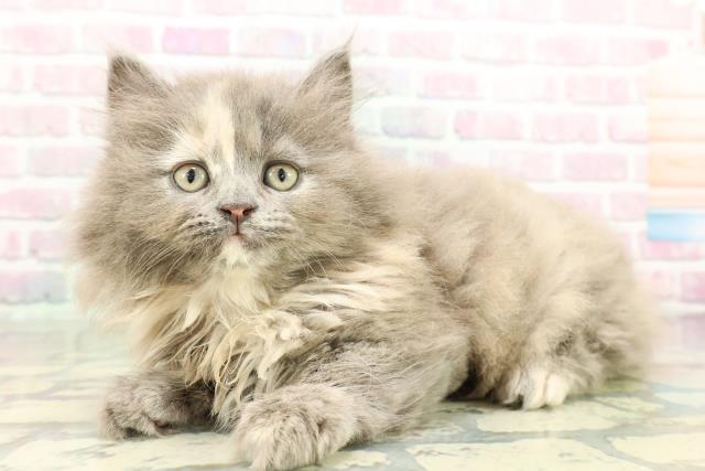 東京都のサイベリアン (Coo&RIKU下北沢店/2026年2月11日生まれ/女の子/ブルークリーム)の子猫の2枚目の画像