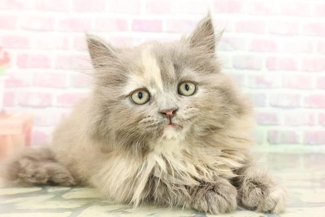 東京都のサイベリアン (Coo&RIKU下北沢店/2026年2月11日生まれ/女の子/ブルークリーム)の子猫の3枚目の画像