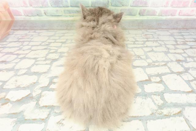 東京都のサイベリアン (Coo&RIKU下北沢店/2026年2月11日生まれ/女の子/ブルークリーム)の子猫の4枚目の画像