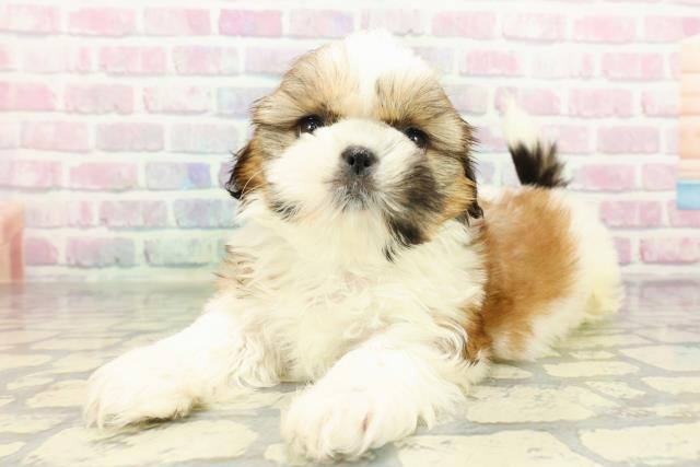 栃木県のシーズー (Coo&RIKUFKDインターパーク店/2026年2月12日生まれ/男の子/ホワイトゴールド)の子犬の2枚目の画像