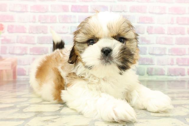 栃木県のシーズー (Coo&RIKUFKDインターパーク店/2026年2月12日生まれ/男の子/ホワイトゴールド)の子犬の3枚目の画像