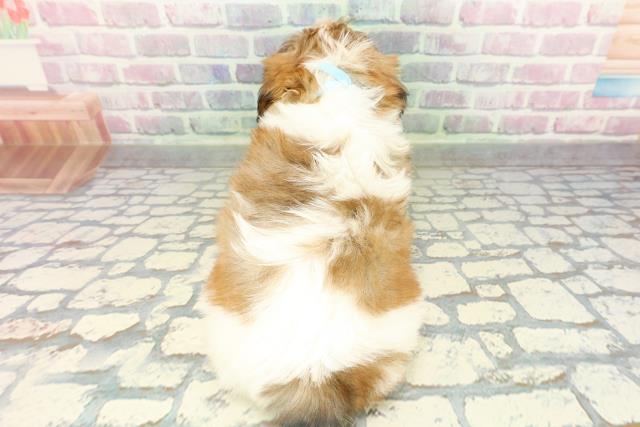 栃木県のシーズー (Coo&RIKUFKDインターパーク店/2026年2月12日生まれ/男の子/ホワイトゴールド)の子犬の4枚目の画像