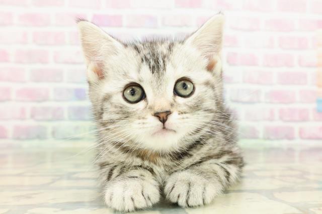 アメリカンショートヘアー