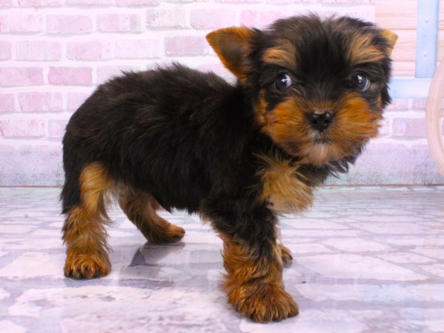 滋賀県のヨークシャーテリア (Coo&RIKUアヤハディオ水口店/2026年2月12日生まれ/男の子/スチールブルータン)の子犬の2枚目の画像