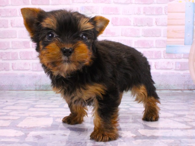 滋賀県のヨークシャーテリア (Coo&RIKUアヤハディオ水口店/2026年2月12日生まれ/男の子/スチールブルータン)の子犬の3枚目の画像