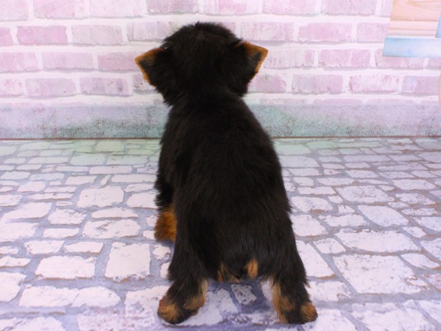 滋賀県のヨークシャーテリア (Coo&RIKUアヤハディオ水口店/2026年2月12日生まれ/男の子/スチールブルータン)の子犬の4枚目の画像