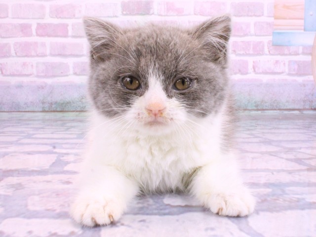 大阪府のブリティッシュショートヘアー (Coo&RIKU和泉店/2026年2月10日生まれ/女の子/ブルーホワイト)の子猫