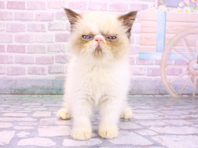 大阪府のエキゾチックショートヘアー (Coo&RIKU心斎橋店/2026年2月10日生まれ/女の子/シールトーティシェルリンクスポイント＆ホワイト)の子猫の1枚目の画像