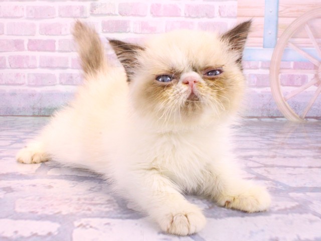 大阪府のエキゾチックショートヘアー (Coo&RIKU心斎橋店/2026年2月10日生まれ/女の子/シールトーティシェルリンクスポイント＆ホワイト)の子猫の2枚目の画像