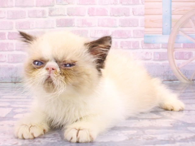 大阪府のエキゾチックショートヘアー (Coo&RIKU心斎橋店/2026年2月10日生まれ/女の子/シールトーティシェルリンクスポイント＆ホワイト)の子猫の3枚目の画像