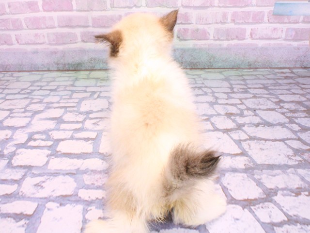 大阪府のエキゾチックショートヘアー (Coo&RIKU心斎橋店/2026年2月10日生まれ/女の子/シールトーティシェルリンクスポイント＆ホワイト)の子猫の4枚目の画像