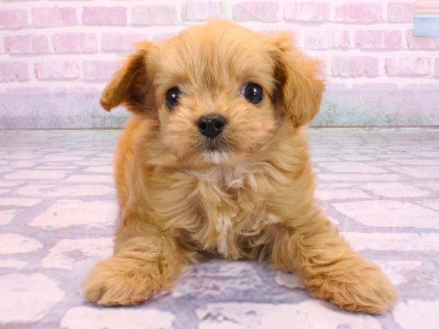 大阪府のチワプー/プーチー(チワワ×プードル) (Coo&RIKU寝屋川店/2026年2月10日生まれ/女の子/クリーム)の子犬