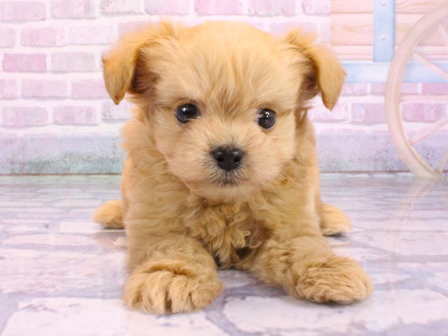 大阪府のチワプー/プーチー(チワワ×プードル) (Coo&RIKU茶屋町店/2026年2月10日生まれ/男の子/クリーム)の子犬の1枚目の画像