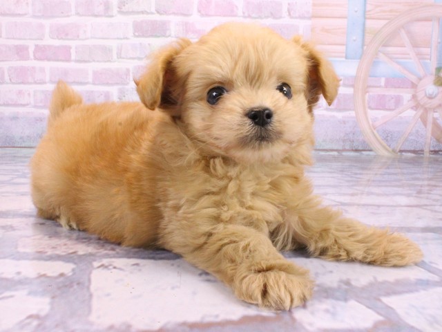 大阪府のチワプー/プーチー(チワワ×プードル) (Coo&RIKU茶屋町店/2026年2月10日生まれ/男の子/クリーム)の子犬の2枚目の画像