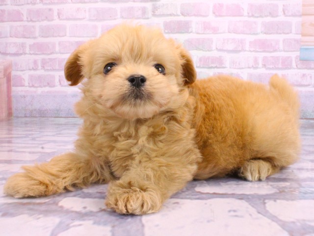 大阪府のチワプー/プーチー(チワワ×プードル) (Coo&RIKU茶屋町店/2026年2月10日生まれ/男の子/クリーム)の子犬の3枚目の画像