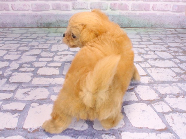 大阪府のチワプー/プーチー(チワワ×プードル) (Coo&RIKU茶屋町店/2026年2月10日生まれ/男の子/クリーム)の子犬の4枚目の画像