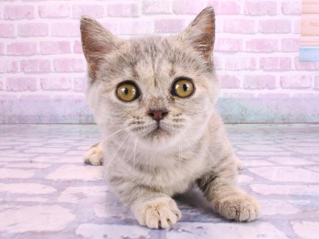 和歌山県のマンチカン (Coo&RIKU和歌山店/2026年2月10日生まれ/女の子/ブルーパッチドタビー)の子猫の1枚目の画像