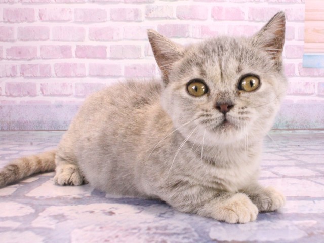 和歌山県のマンチカン (Coo&RIKU和歌山店/2026年2月10日生まれ/女の子/ブルーパッチドタビー)の子猫の2枚目の画像