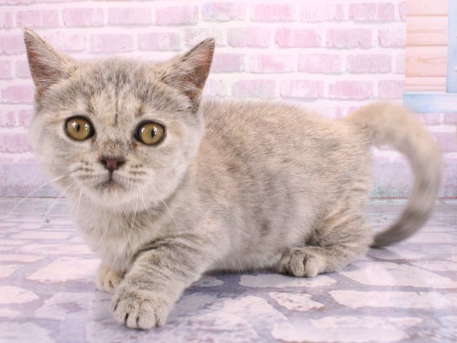 和歌山県のマンチカン (Coo&RIKU和歌山店/2026年2月10日生まれ/女の子/ブルーパッチドタビー)の子猫の3枚目の画像