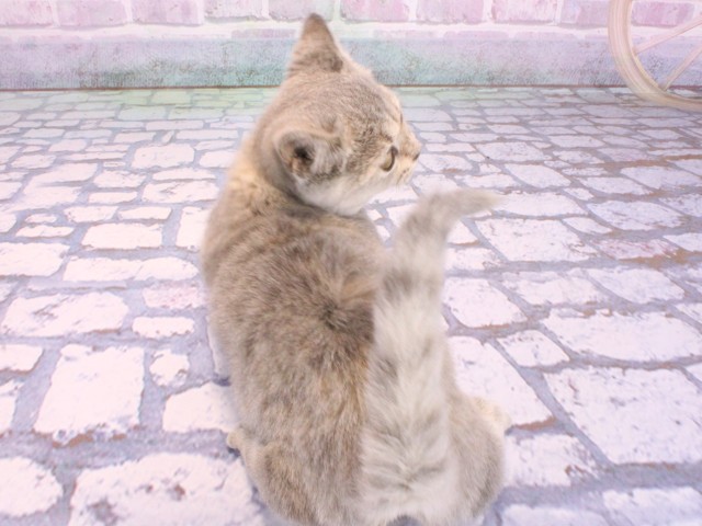 和歌山県のマンチカン (Coo&RIKU和歌山店/2026年2月10日生まれ/女の子/ブルーパッチドタビー)の子猫の4枚目の画像