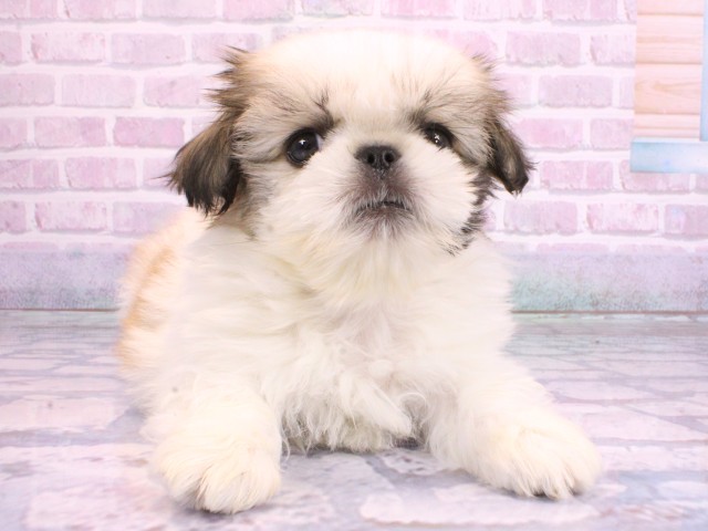 大阪府のペキシーズー/ペキズー(ペキニーズ×シーズー) (Coo&RIKU枚方店/2026年2月12日生まれ/男の子/ホワイトゴールド)の子犬の1枚目の画像